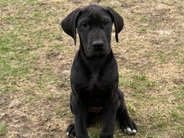 AKC Registered Great Dane