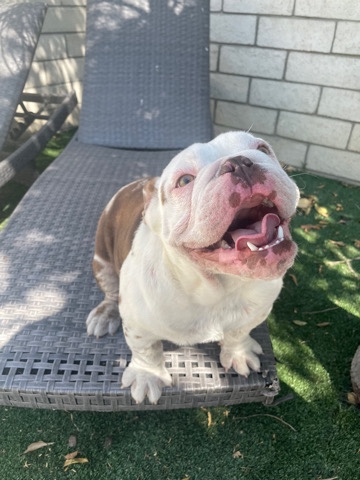 Bulldog – bulldog puppies