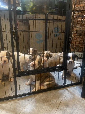 Staffordshire Bull Terrier – long leg saffy only 3 left