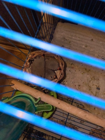 baby zebra finches