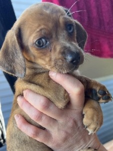 Double dapple dachshund hounds