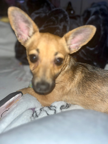 Chihuahua – Young Chihuahua