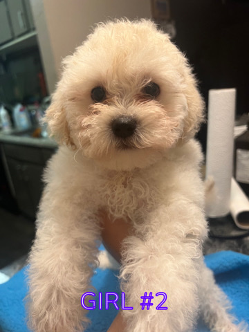 Poodle – maltipoo