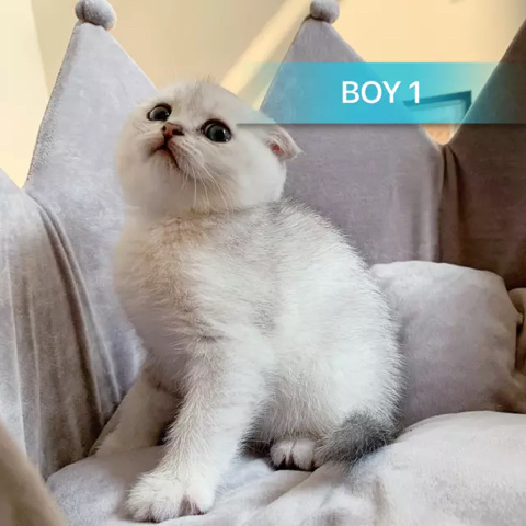 Scottish Fold – Pure Bred Scottish Fold/Straight Kittens