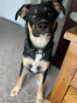 Australian Shepherd – Ranger- Bremerton WA