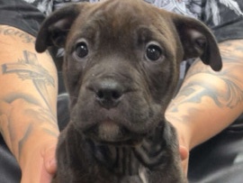 Rehoming Bully—Rottweiler Mix Puppies (9weeks) – Arvada