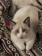 Siamese – Siamese kitten for sale