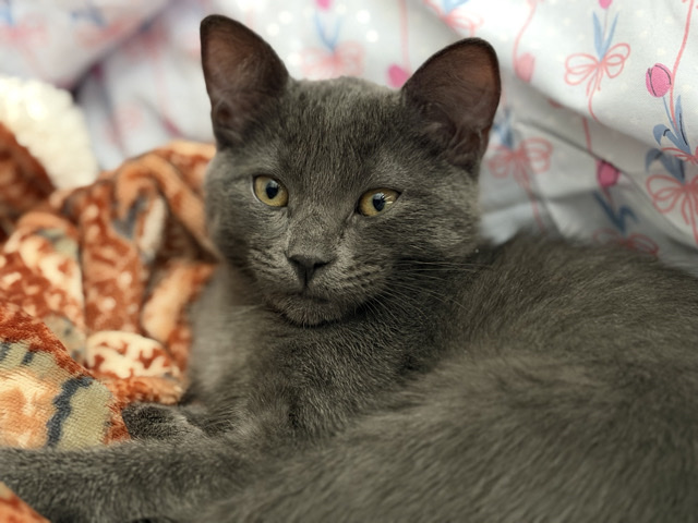 4 kittens need home – Chico