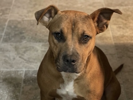 Mixed Breed – Sweet Puppy – Wrens