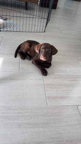 Labrador Retriever – chocolate lab puppy