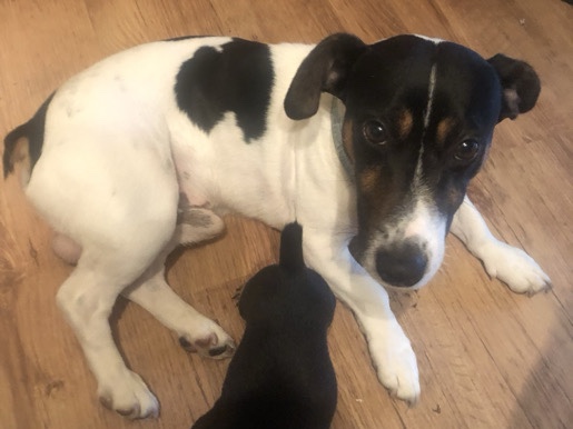 Natural Bobtail stud proven miniature Jack Russell 