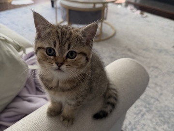 Cute little baby British Shorthair 