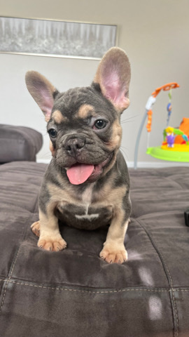 French bulldog puppies