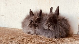 Jersey Wooly – 2 Jersey wooly for sale
