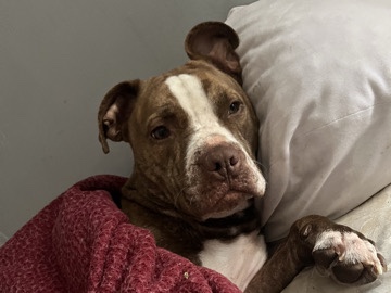 American Pit Bull Terrier – PLEASE HELP! AMERICAN PITBULL TERRIER – Greenville