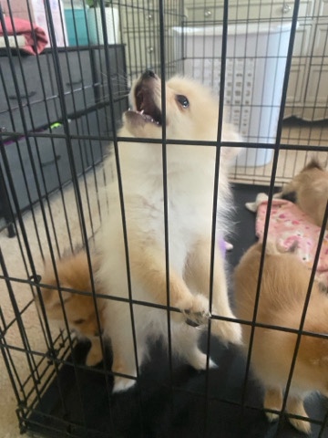 Pomeranian – Pomeranian puppy(female