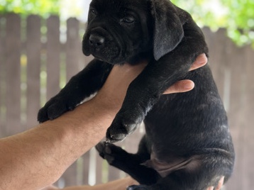 Cane Corso – Cane Corso puppies – Rialto