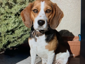 Kylie The Beaglier Female