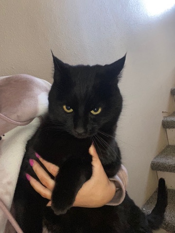 male cat