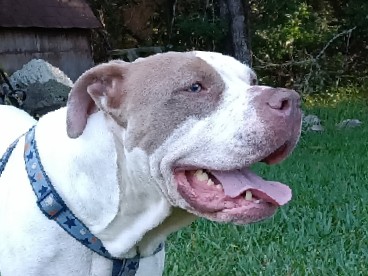American Bulldog – Spaghetti (Purebred American Bulldog)