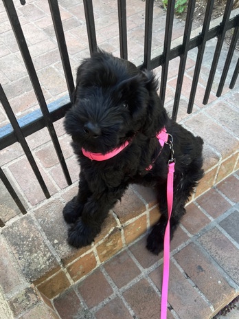 Giant Schnauzer – Pure Bred Giant Schnauzer Puppies