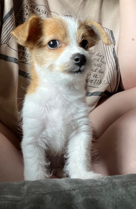 small breed dog