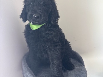 Goldendoodle – Goldendoodles – Barstow