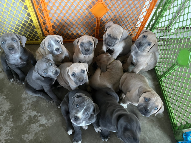 Cane Corso – Cane Corso Puppies
