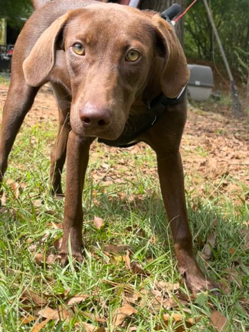 Labrador Retriever – lab