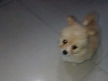 Pomeranian – puppy – Amritsar