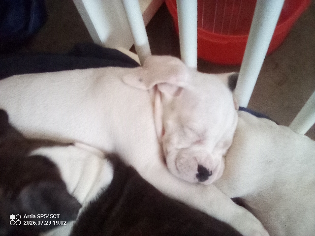 Boxer – Friendly Boxer Puppy for Sale – 8 Weeks Old – Anaheim
