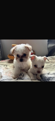 Poodle – puppy