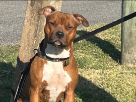 American Pit Bull Terrier – Roskow – New Orleans