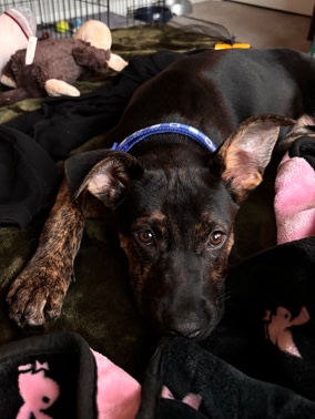 German Shepherd – Zeus needs a new home ASAP