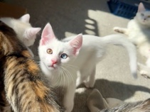 Minnie - Turkish Angora mix