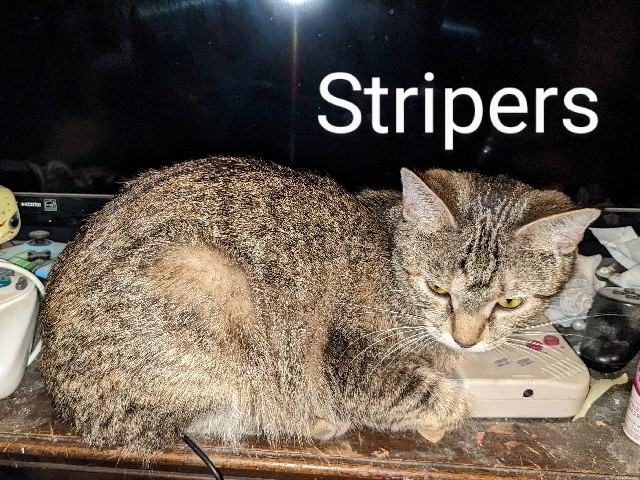 American Shorthair – Young cats