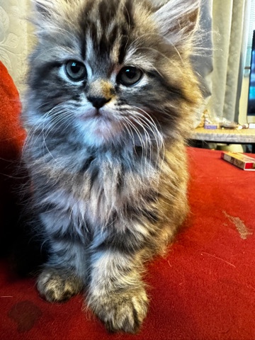 Persian (Modern) – Persian 8 Week Old Male Tabby Brown