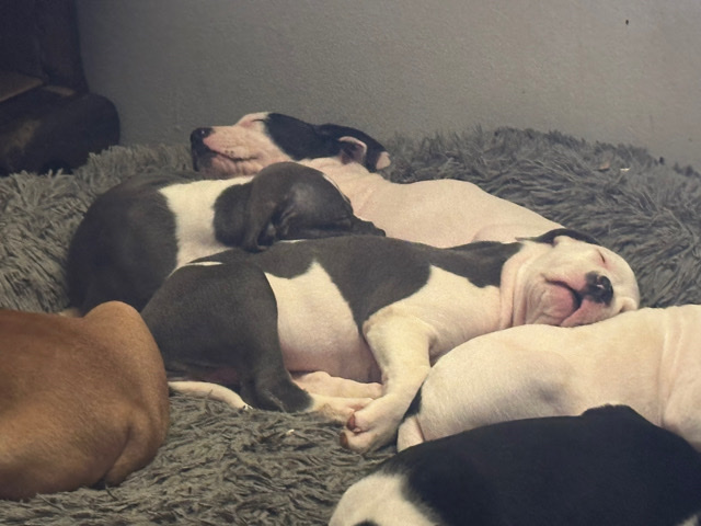 American Pit Bull Terrier – amstaff / pitbull puppies