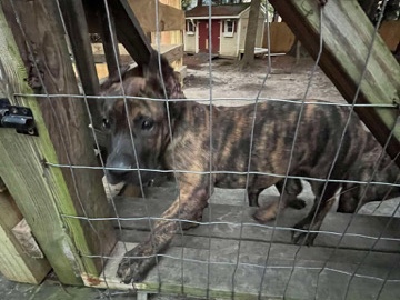 Perro de Presa Canario – Presa Canario – Fayetteville