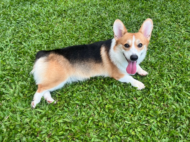 Cardigan Welsh Corgi – Corgi girl and boy looking for new home