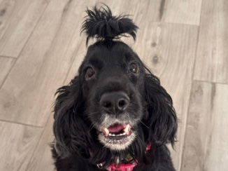 English Cocker Spaniel – Nala busca familia. – Alicante