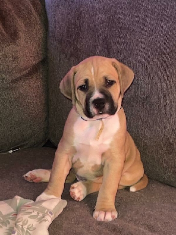 Cane Corso – Cane Corso Mix puppies