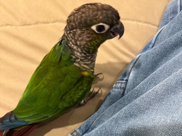 Green Cheek Conure