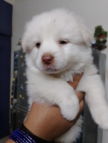 Pomeranian – pomerian puppy female 55 days