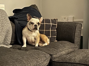 French Bulldog – French Bulldog – Stoke-On-Trent