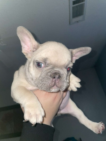 French Bulldog – French Bulldog