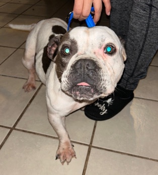 American Bulldog – American Bully Dog