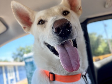 German Shepherd – Rehome – Fort Scott