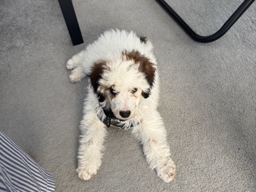 Poodle – Poodle for sale – Joplin