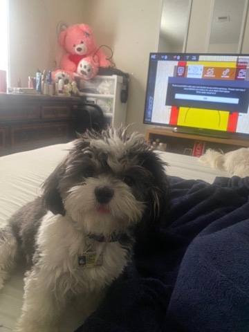 Shih Tzu – Shihtzu Maltese Poodle